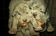 Great Dane/English mastiff puppies!