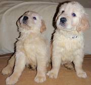  High Quality Golden Retriever Puppies for sale. Please call us 269-20